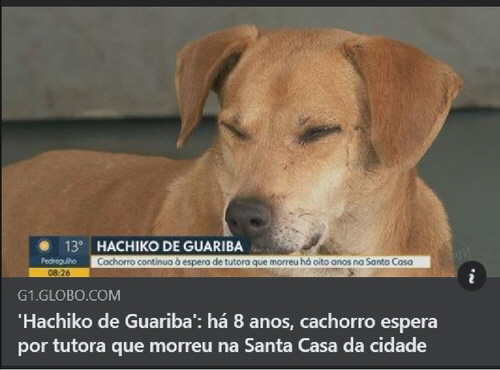 8년째 병원에 머무는 브라질 반려견에 대한 현지 방송 화면.<EPTV/G1 SNS 캡처, 연합뉴스>